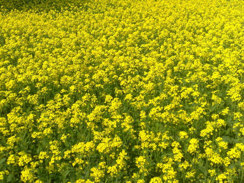Mustard Seed, Yellow Whole