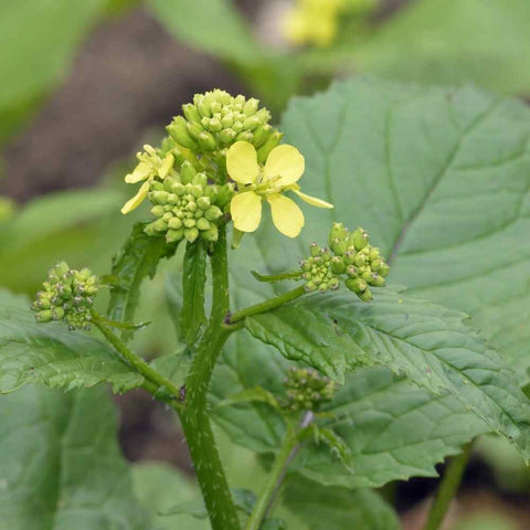 Mustard Seed, Yellow Powder