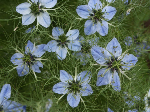 Black Cumin - Nigella sativa