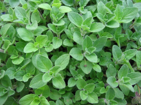Oregano, Greek