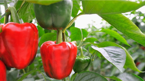 Domestic Paprika