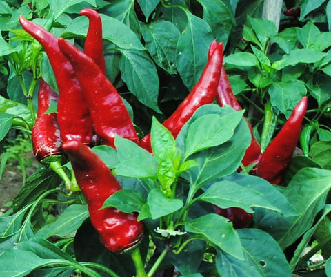 Paprika, Hungarian Powder