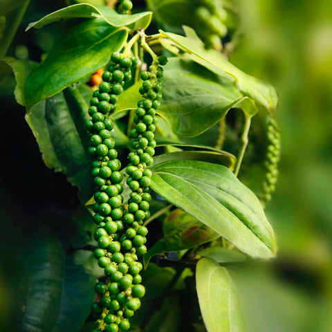 Peppercorn, Black