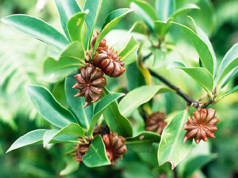 Anise Star