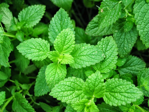 Spearmint, Organic