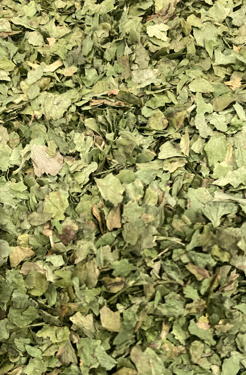 Cilantro