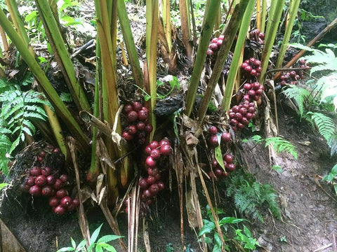Cardamom, Black Pods