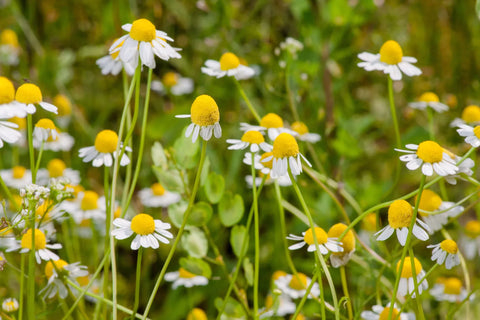 Chamomile, Organic