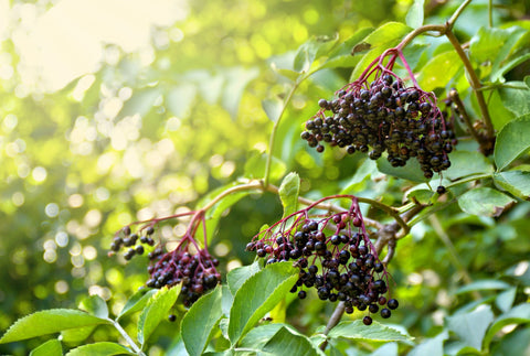 Elderberry, Organic