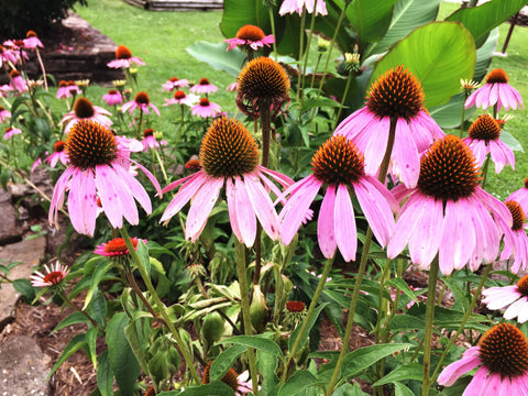 Echinacea, Wild Crafted