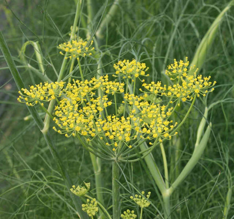 Fennel Seed