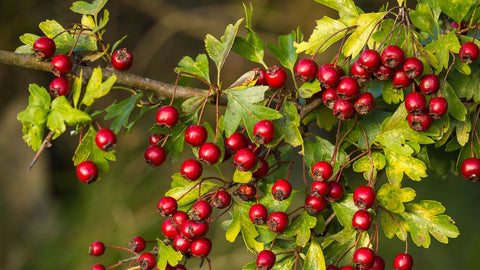 Hawthorn Berry