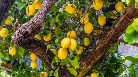 Lemon Peel