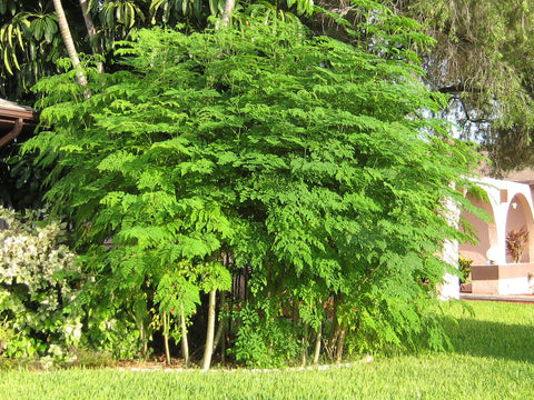 Moringa Leaf, Organic