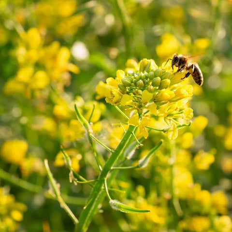 Mustard Seed, Brown Whole