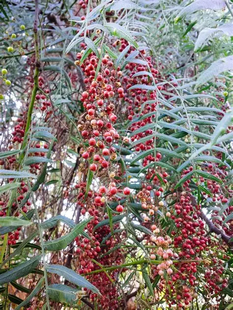 Peppercorn, Pink