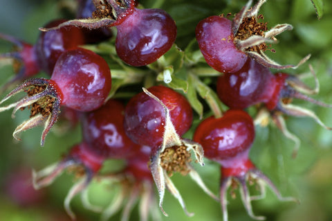Rose Hip, Organic