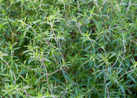Summer Savory