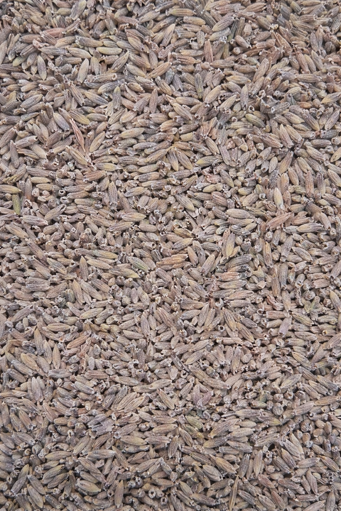Lavender Organic