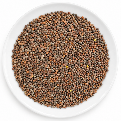 brown mustard seed, whole dry product on a plain white plate against a white background